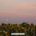 Sunflowers At Twilight