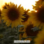 Sunflowers At Sunset