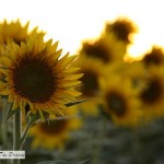 More Sunflowers