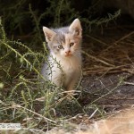 Kittens In The Barn