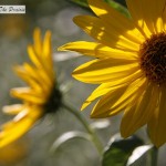 Wild Sunflowers