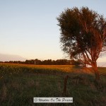 A Drive Down The Dirt Roads