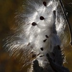 Milkweed