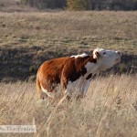 Cattle Round Up – Part 1 