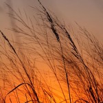 Autumn Evening On The Prairie