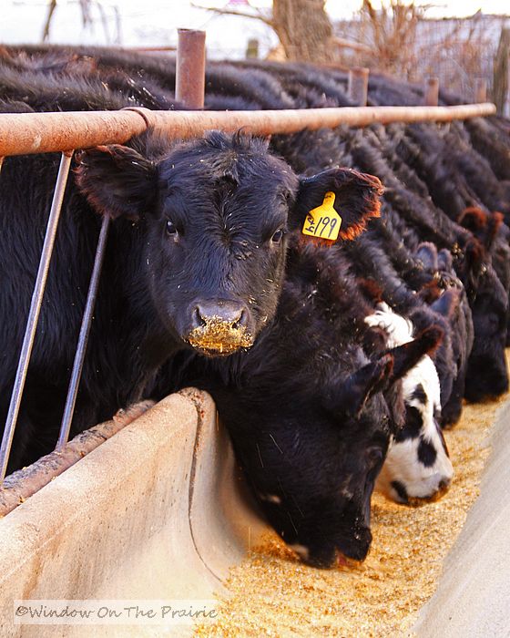 Feeding The Calves Window On The Prairie