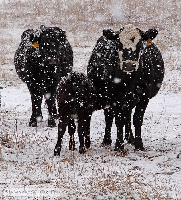 Snow On The Prairie – Window On The Prairie