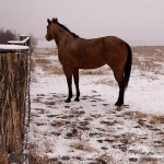 Horses In The Snow