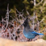 A Black-Billed Magpie and A Mountain Jay