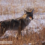 Coyote in Rocky Mountain National Park