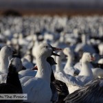 Snow Geese