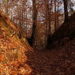 The Natchez Trace