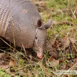 Armadillos