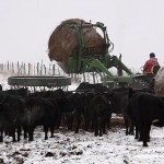 Feeding Hay To The Cattle