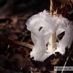 Frost Flowers