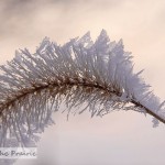 Hoarfrost