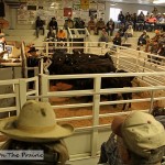 Cattle Auction