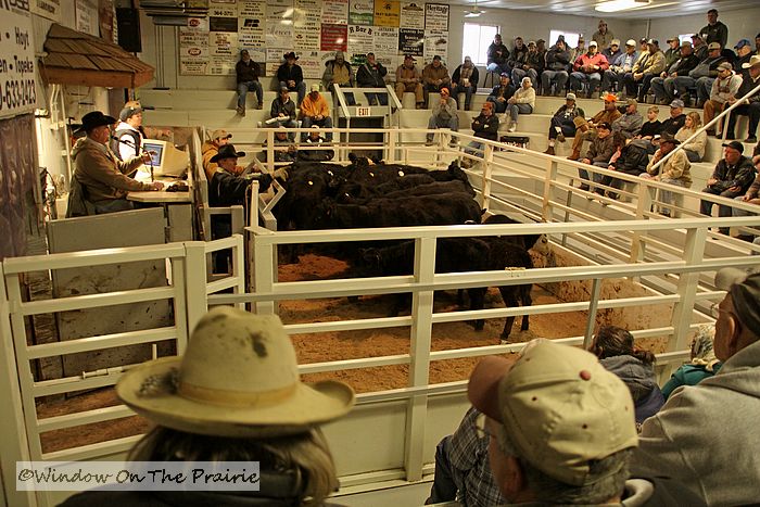 Cattle Auction.