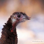 Turkeys In The Snow