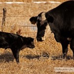 A Calf’s First Day