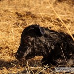 Cow Giving Birth To A Calf