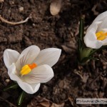 Crocuses