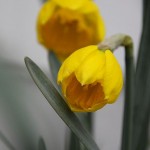 The Daffodils Are Waiting