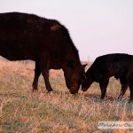 Cow Playing With Her Calf