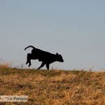 Pasture Hooligans