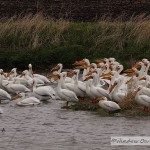 American White Pelicans