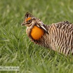 Prairie Chickens – Part 1