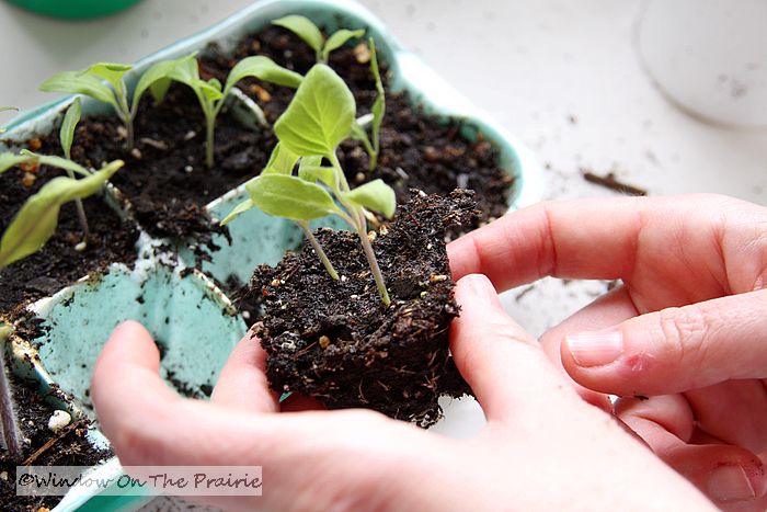 eggplant transplants eggplant transplants