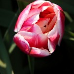 A Single Tulip