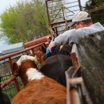 Working Cattle In The Spring