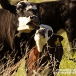 How To Clean Your Calf