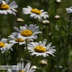 Ox-Eye Daisy