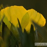 Missouri Evening Primrose