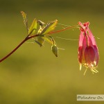 Red Columbine