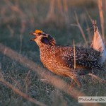 Sharptail Grouse Video