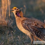 Sharptail Grouse