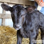 Bottle Calf