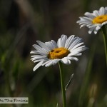 Summer Pasture