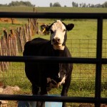 A Cow’s Trip To The Beauty Parlor 