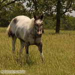 Chatting With Horses