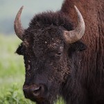 Grazing Bison Herd