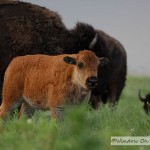 Bison Calf
