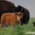 Bison Calf