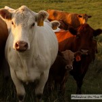 Pretty Cows