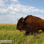 Morning With A Bison Herd