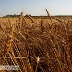 Harvesting Wheat